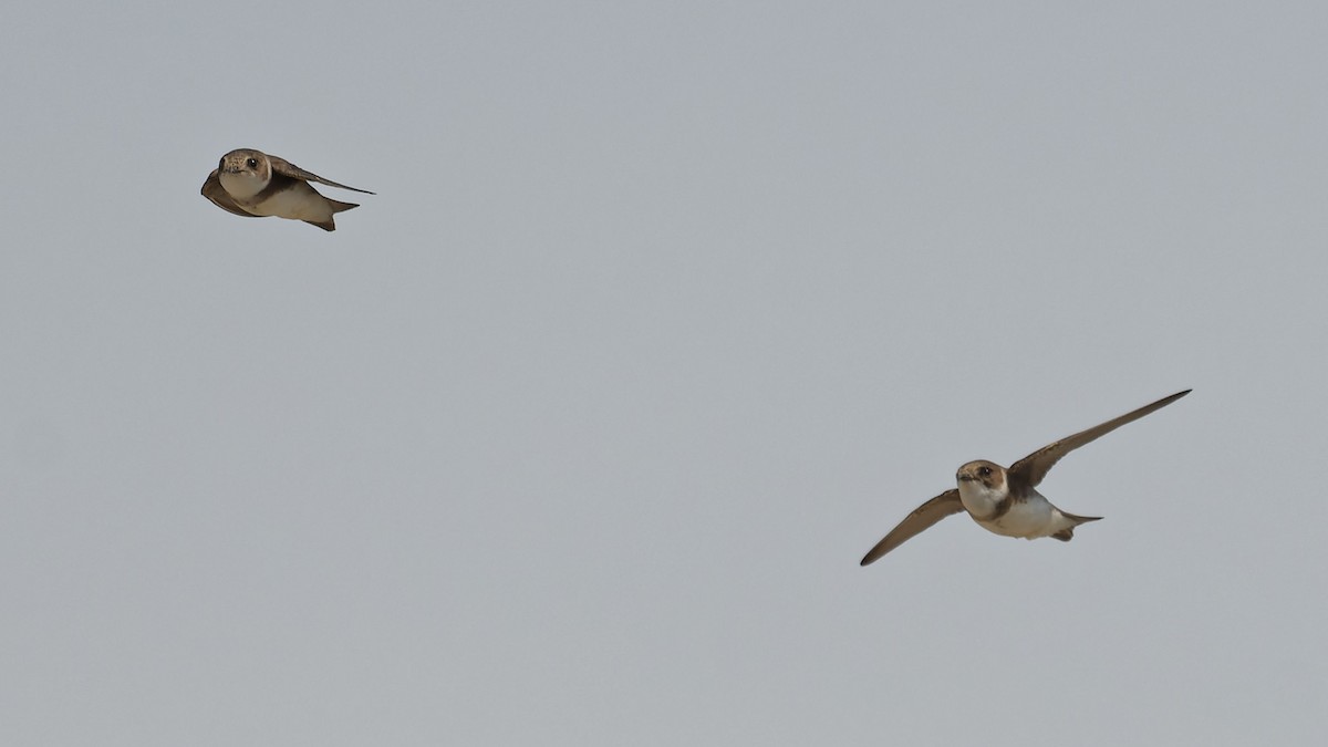 Uhalde-enara arrunta - ML645072517