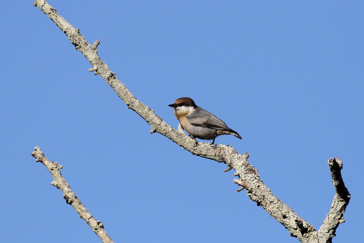 Brown-headed Nuthatch - ML645072524