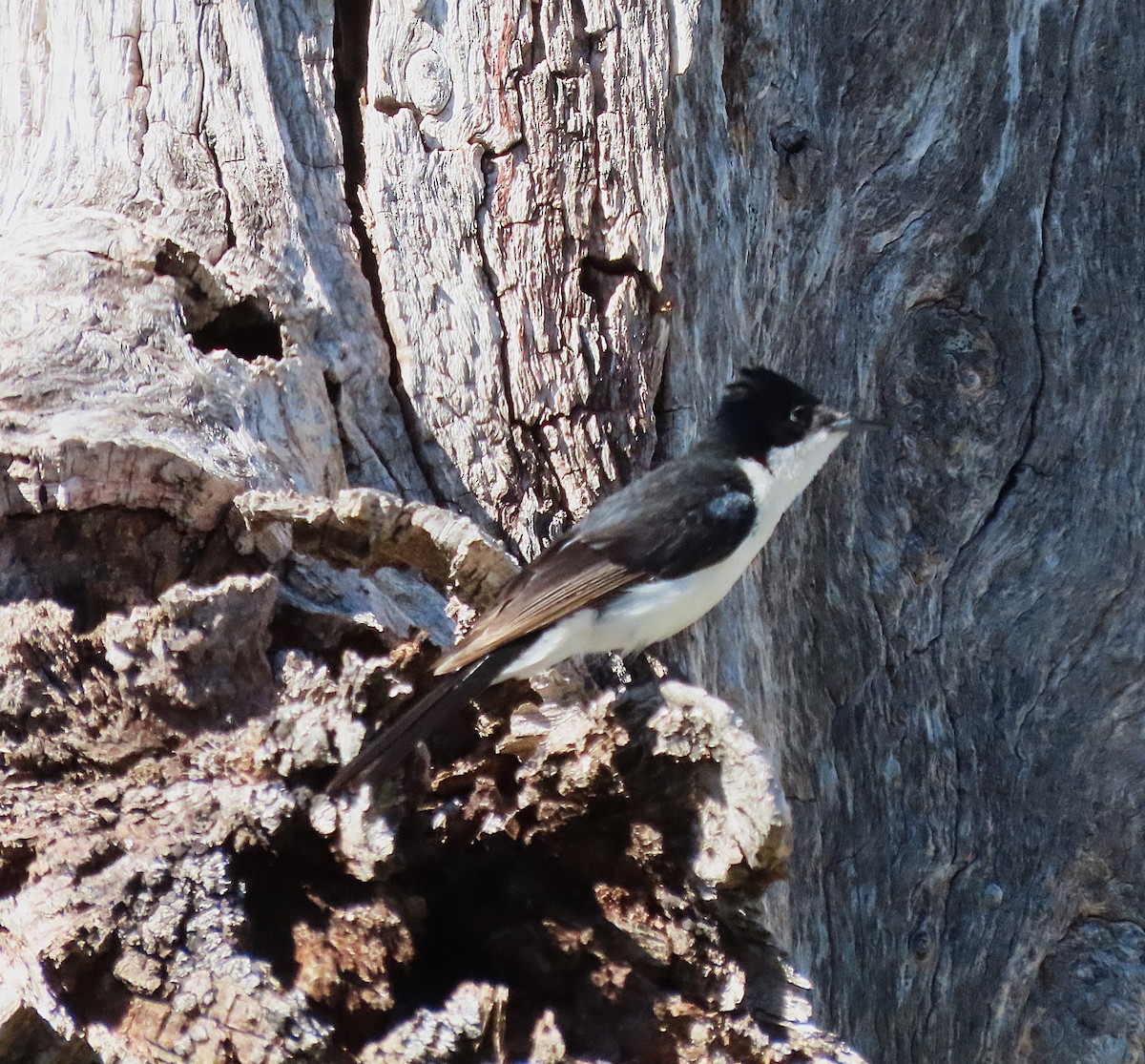 Restless Flycatcher - ML645072545