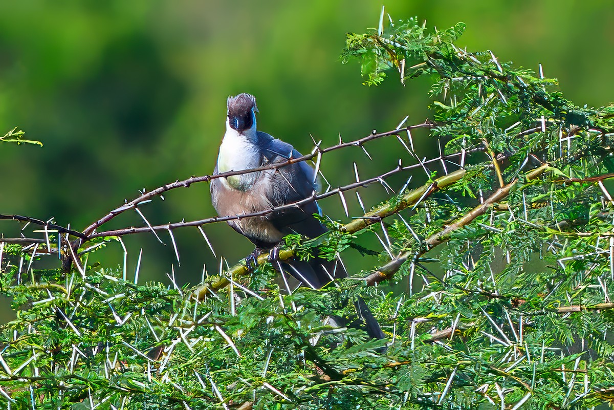 Bare-faced Go-away-bird - ML645072548