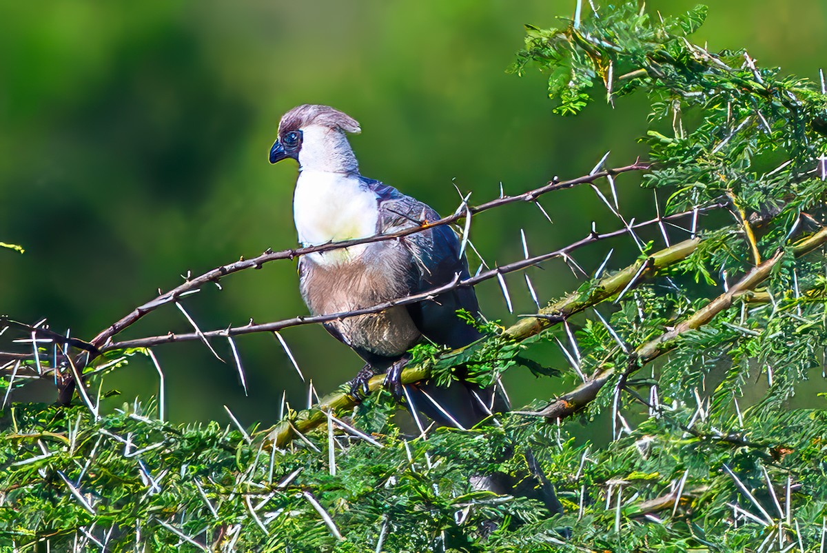 Bare-faced Go-away-bird - ML645072549