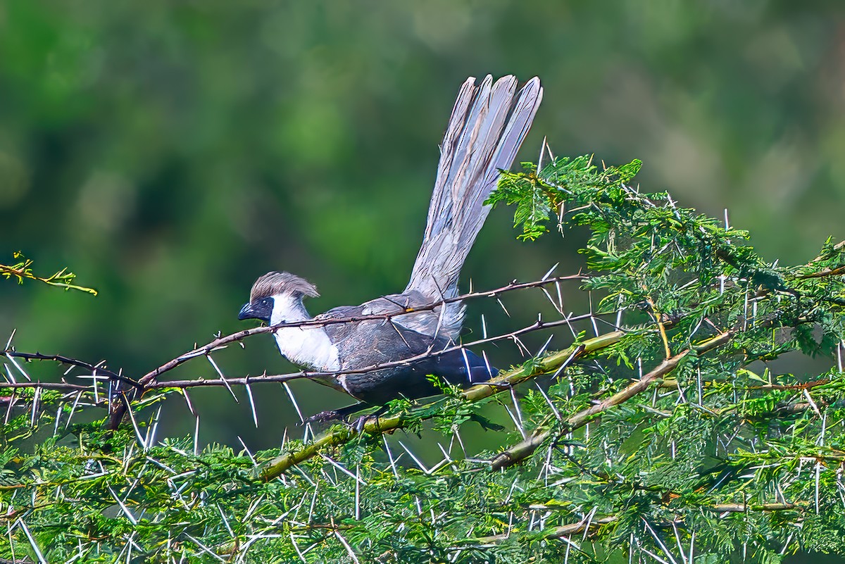 Bare-faced Go-away-bird - ML645072550