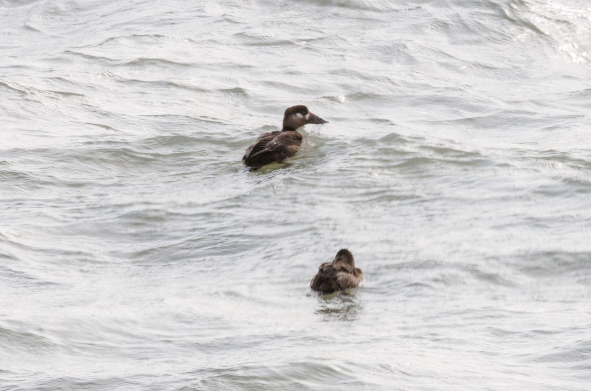 Surf Scoter - ML645072552