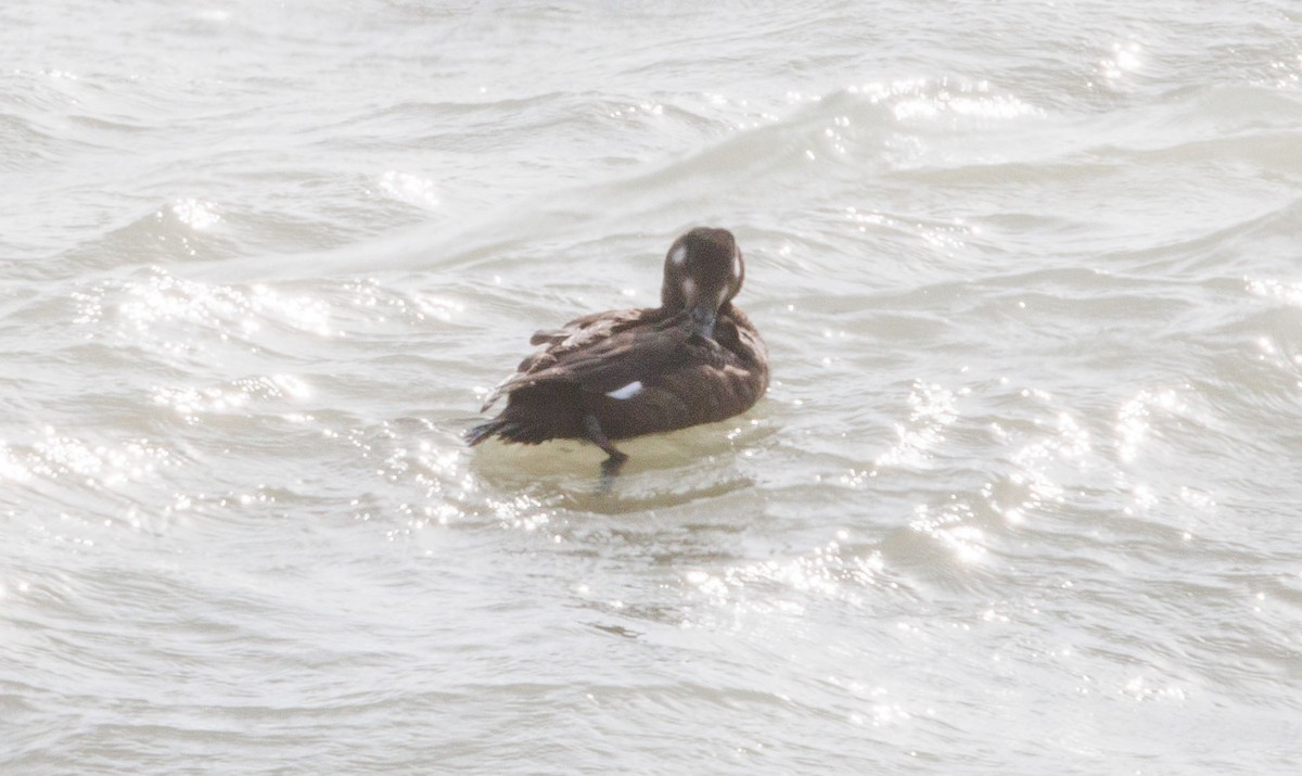 White-winged Scoter - ML645072560