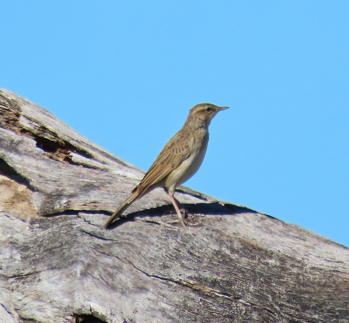 Rufous Songlark - ML645072561