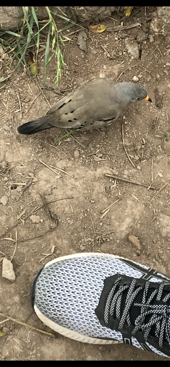 Goldschnabeltäubchen - ML645072564