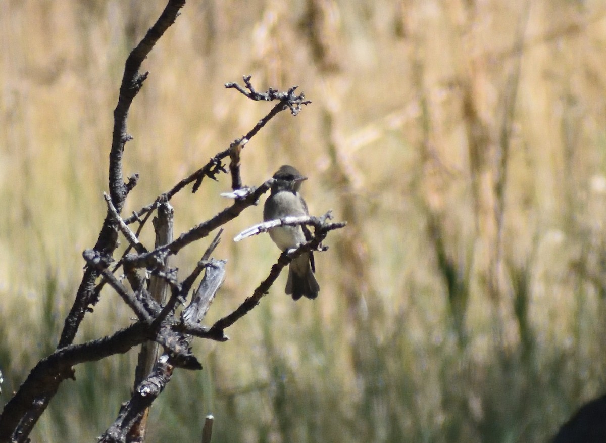 Western Wood-Pewee - ML645072565