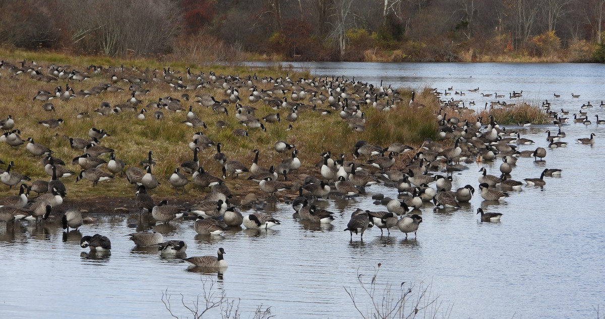 Oca canadese maggiore - ML645072568