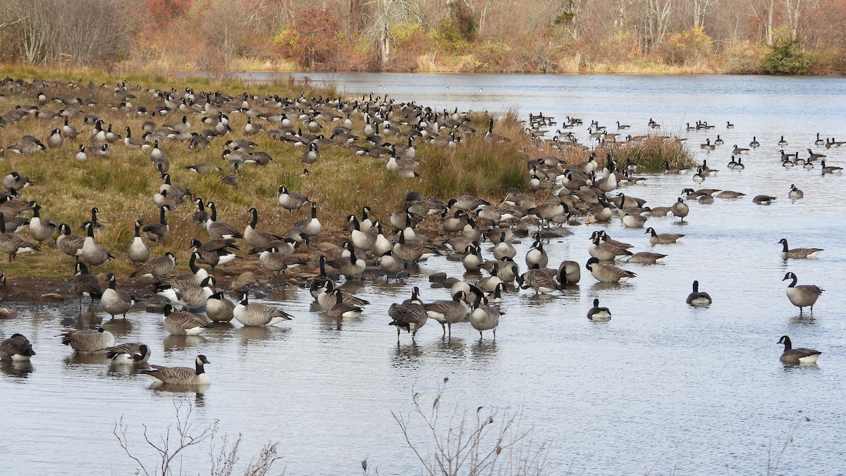 Oca canadese maggiore - ML645072569