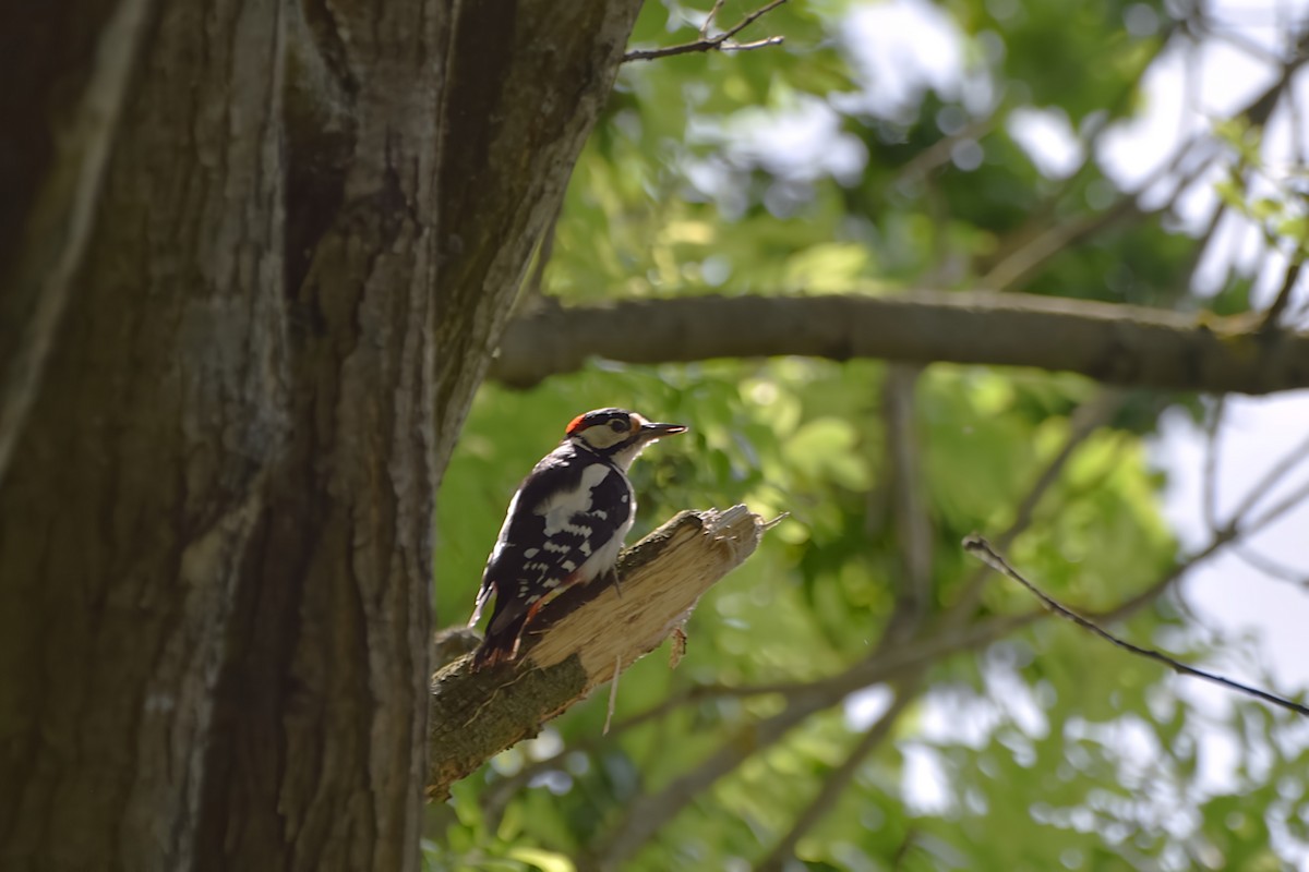 Great Spotted Woodpecker - ML645072573