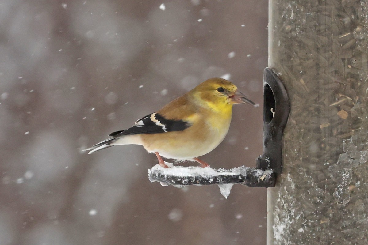 Goldzeisig - ML645072576