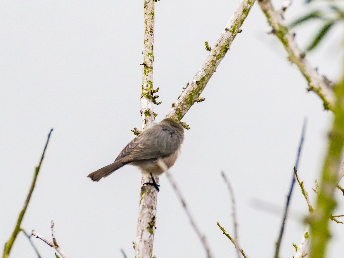 Buschschwanzmeise - ML645072577