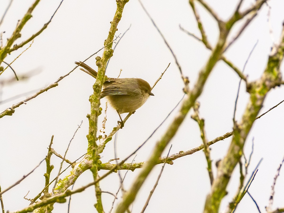 Buschschwanzmeise - ML645072578