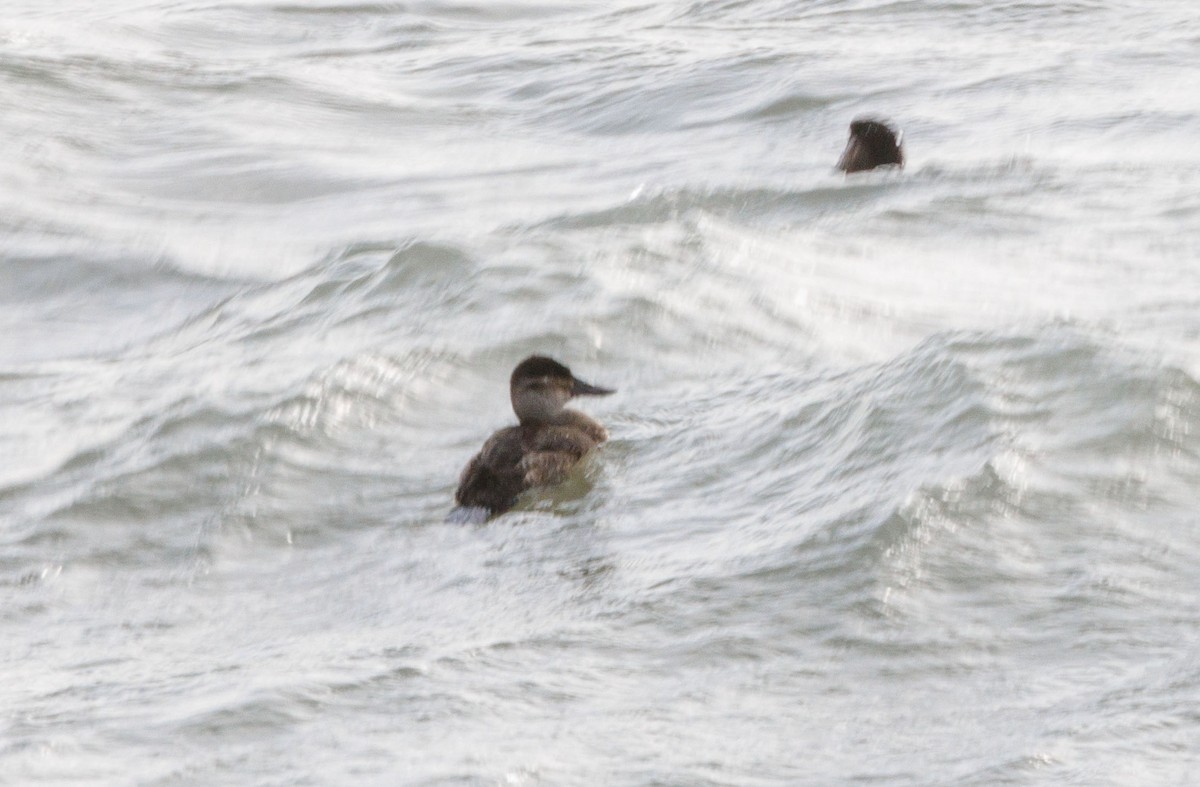 Schwarzkopf-Ruderente - ML645072580