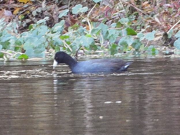 Indianerblässhuhn - ML645072584