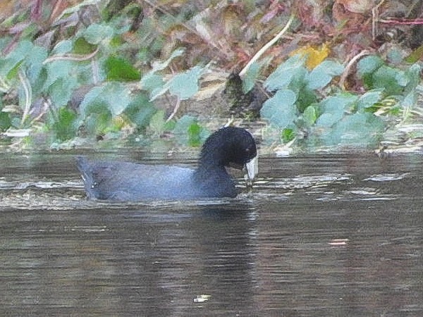 Indianerblässhuhn - ML645072585