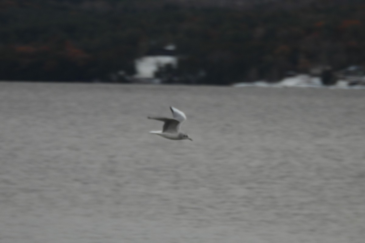 Bonaparte's Gull - ML645072593