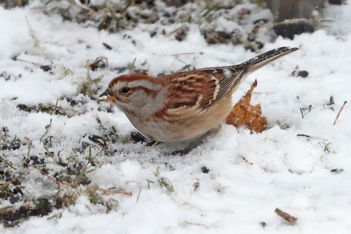 Baumammer - ML645072594