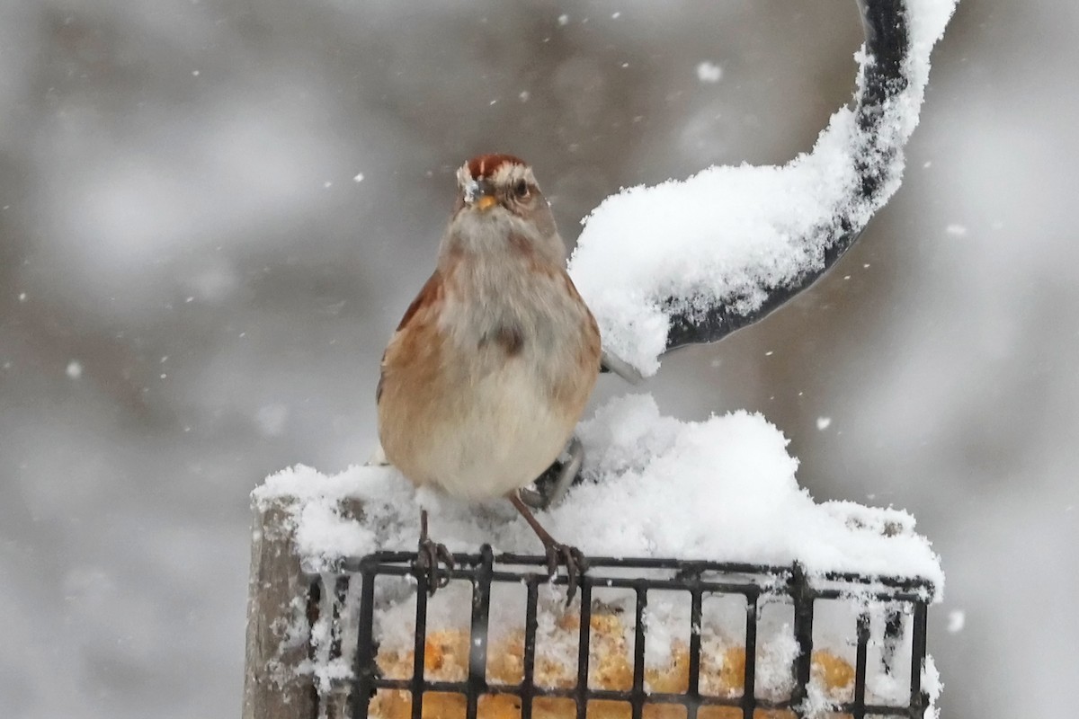 Baumammer - ML645072595