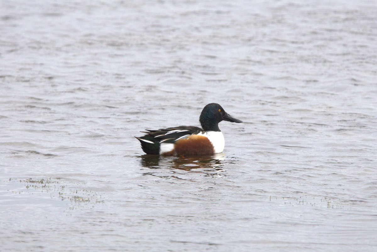 Löffelente - ML645072598