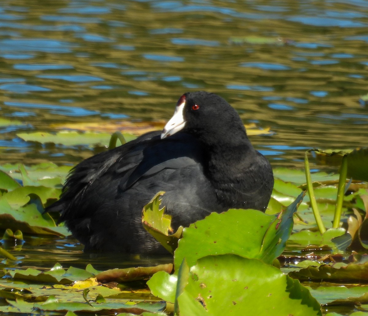 Indianerblässhuhn - ML645072599