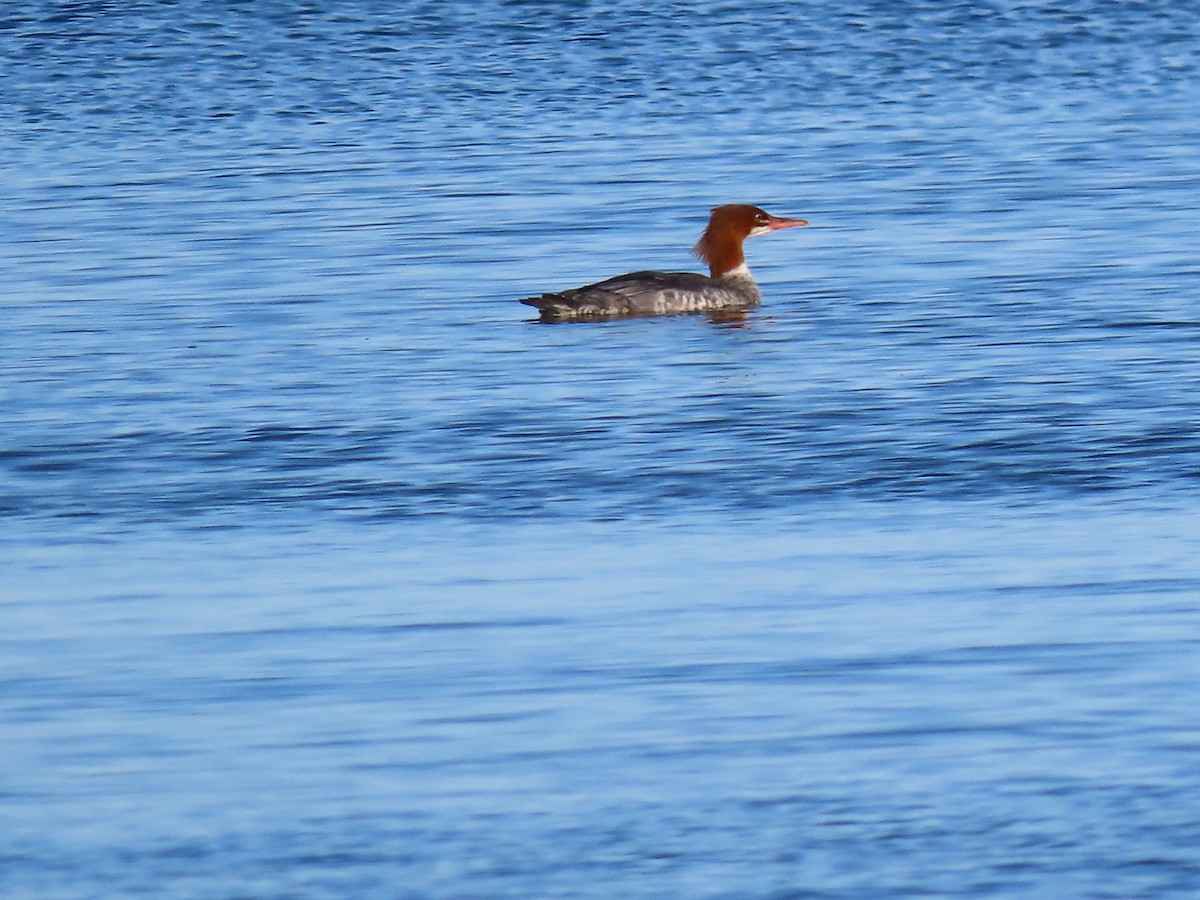 Gänsesäger - ML645072603