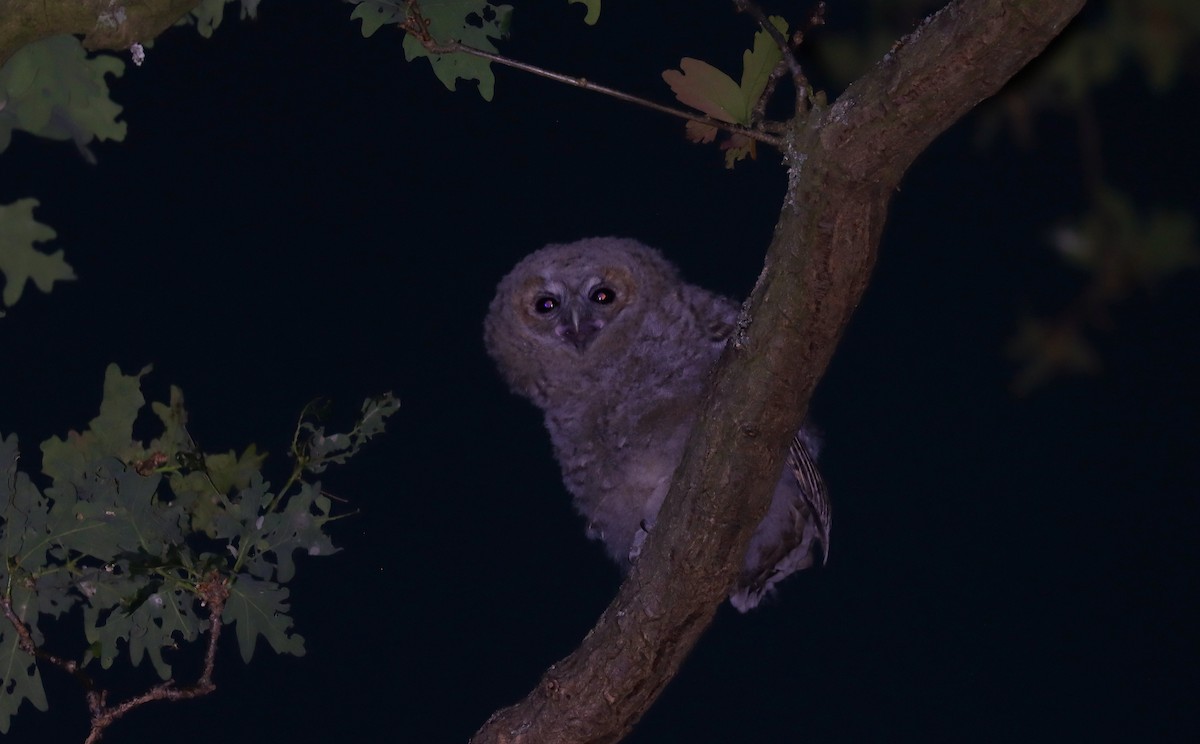 Waldkauz - ML645072604