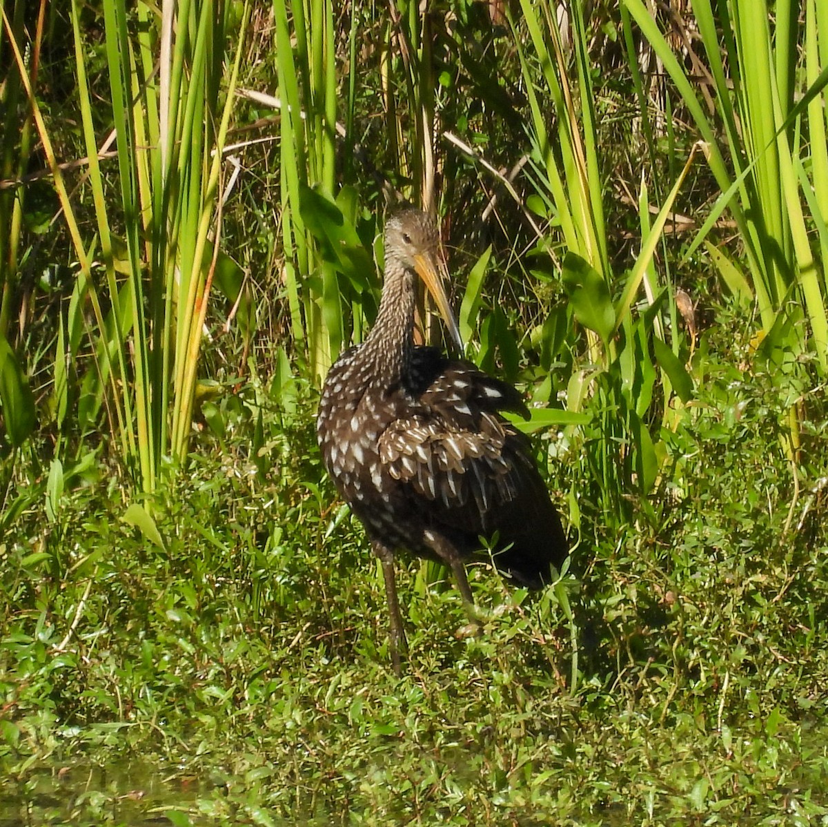 Rallenkranich - ML645072607