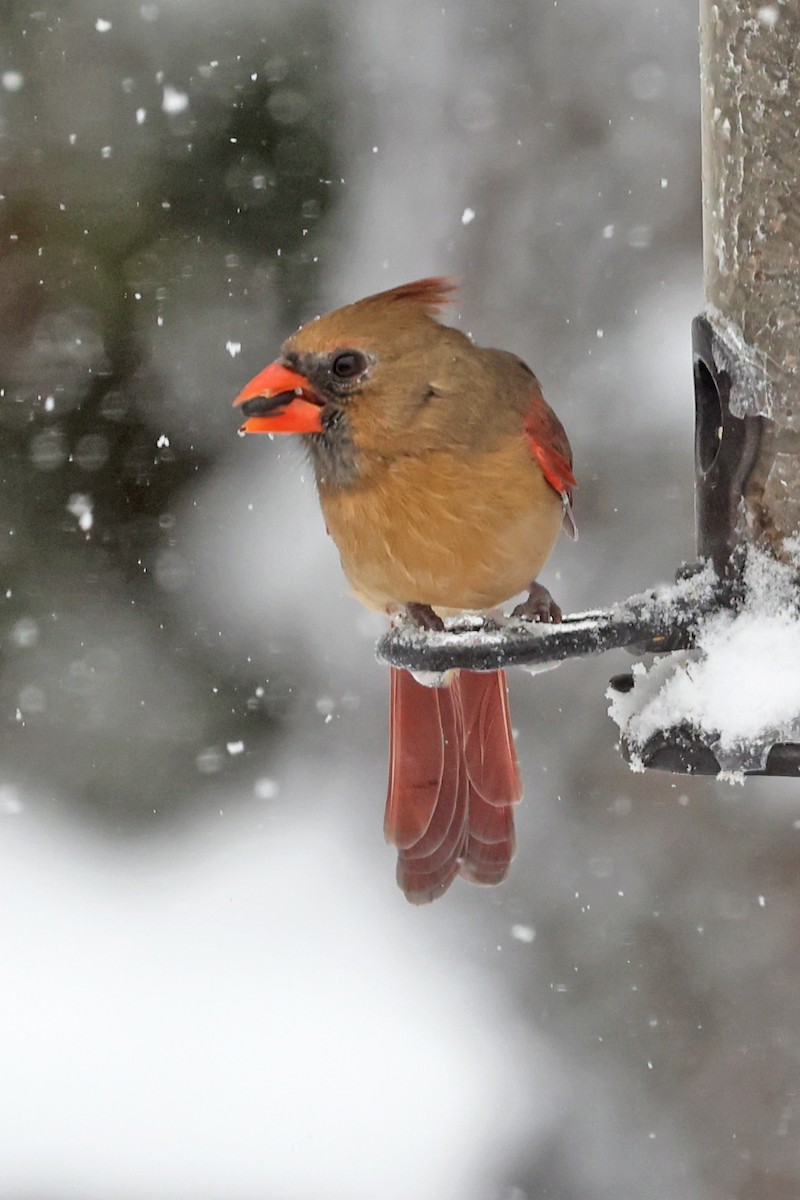 Rotkardinal - ML645072608