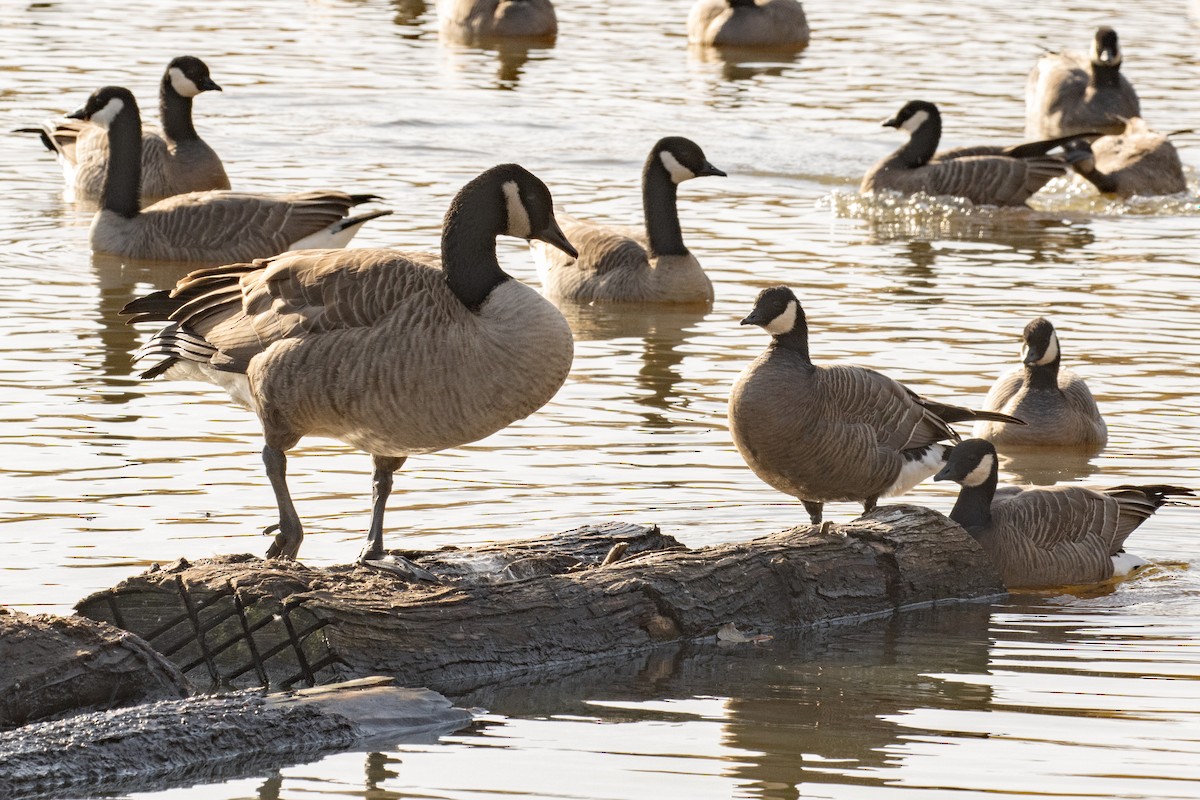 Cackling Goose - ML645072614