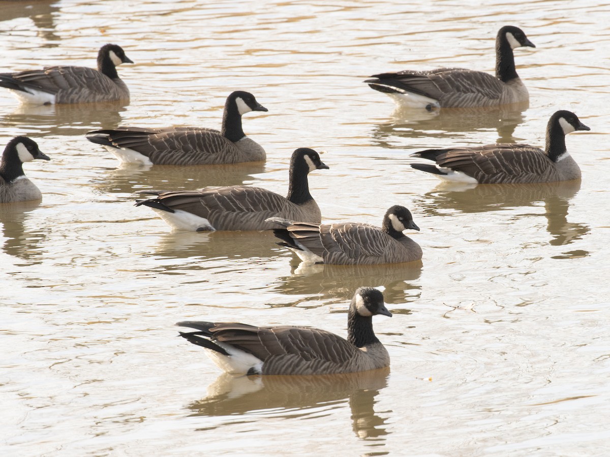 Cackling Goose - ML645072615