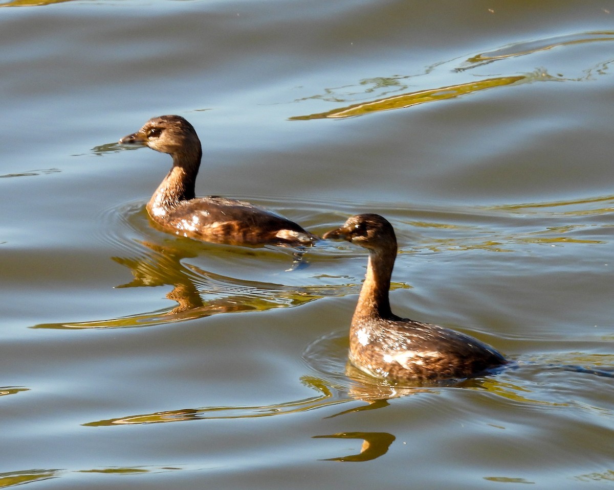 Bindentaucher - ML645072616