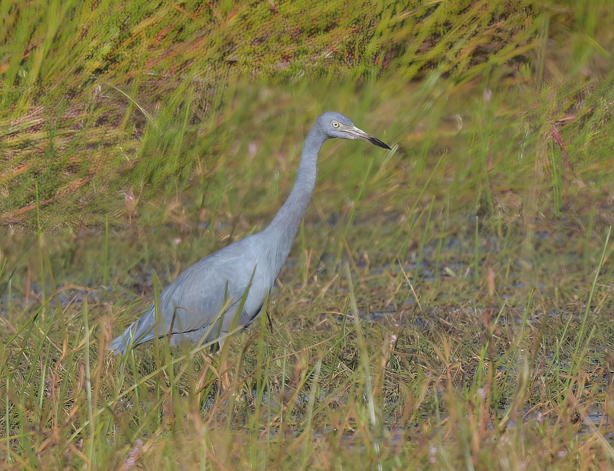 Blaureiher - ML645072618