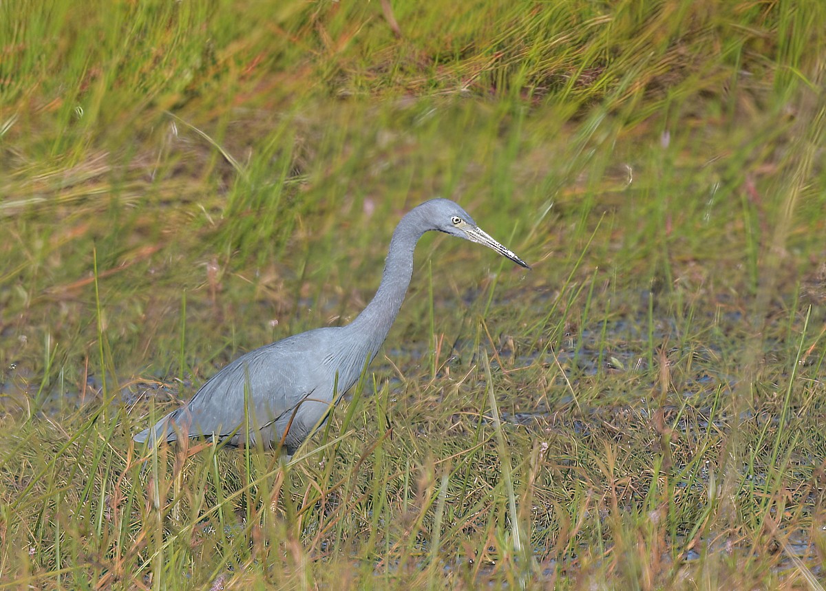 Blaureiher - ML645072619