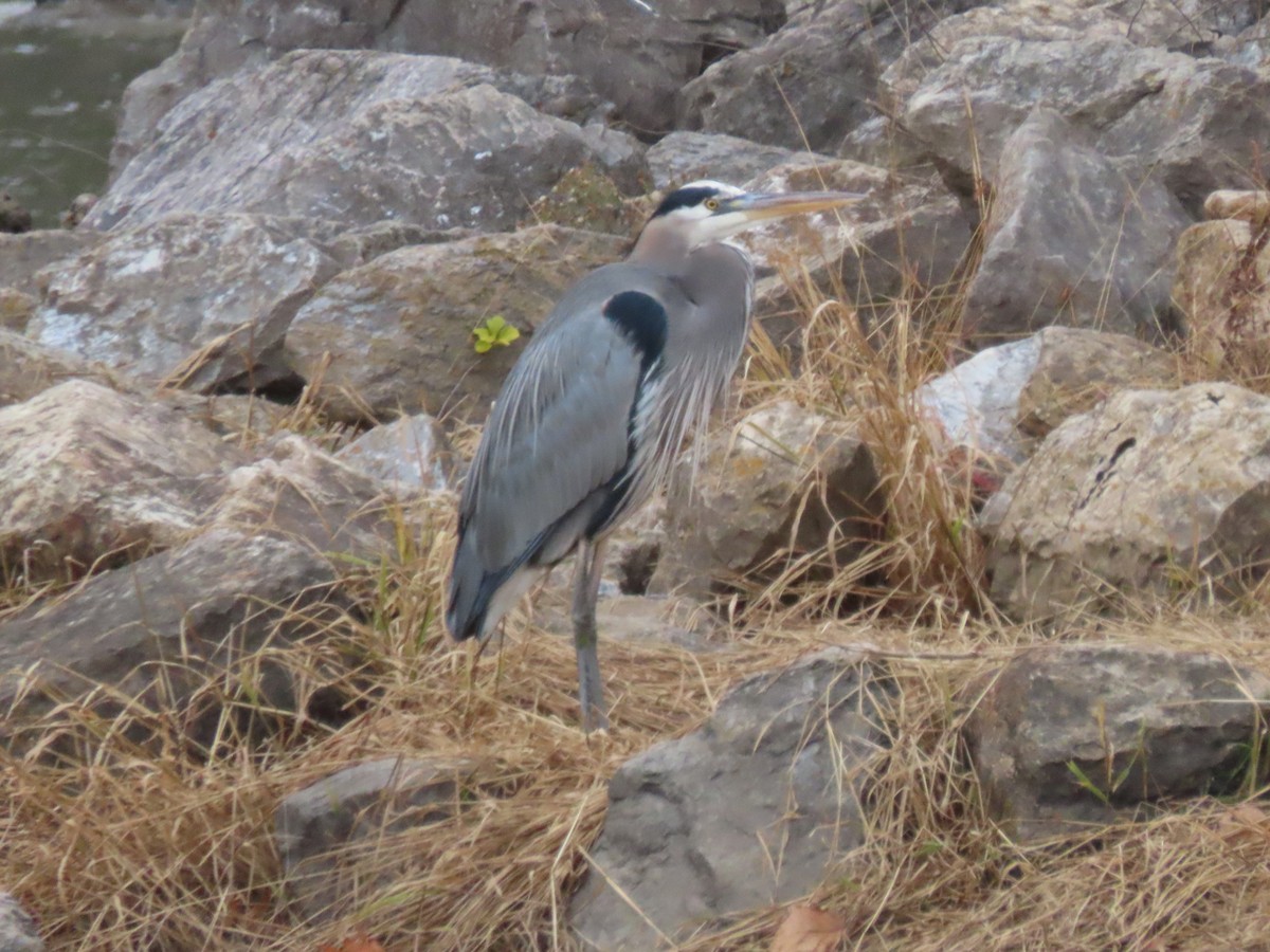 Kanadareiher - ML645072622