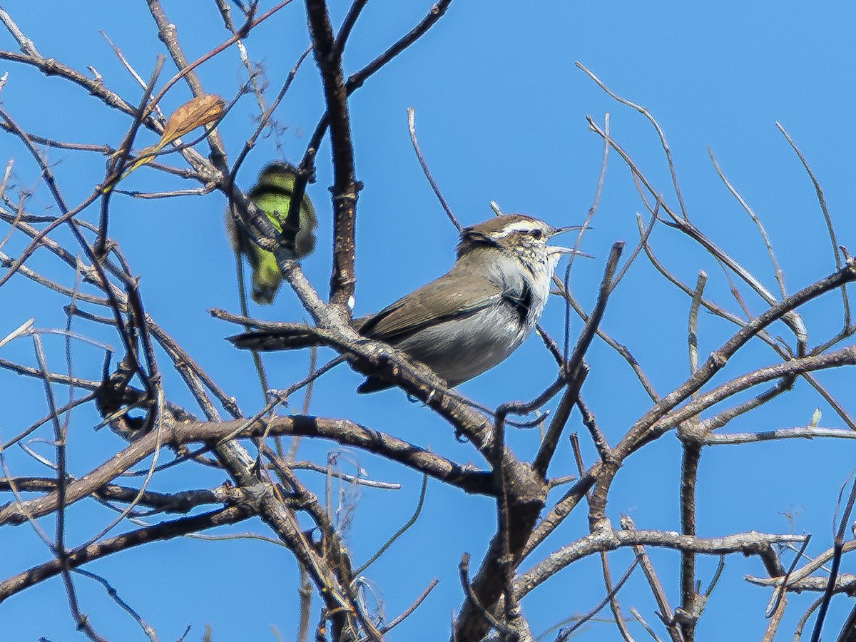 Buschzaunkönig - ML645072624