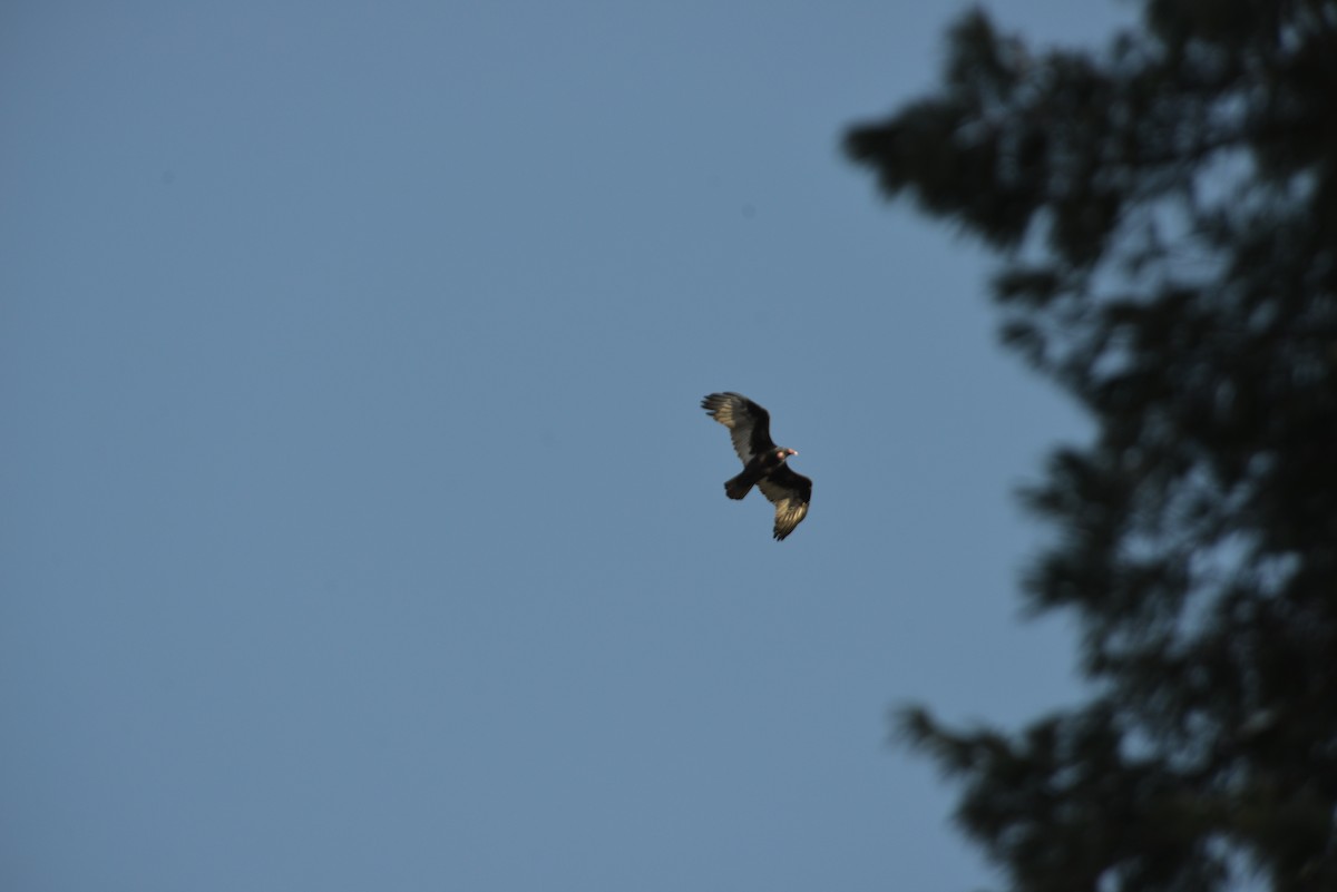 Truthahngeier - ML645072629