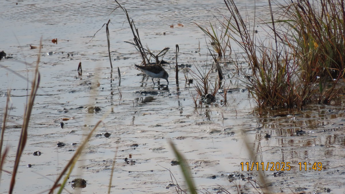 Острохвостый песочник - ML645072634