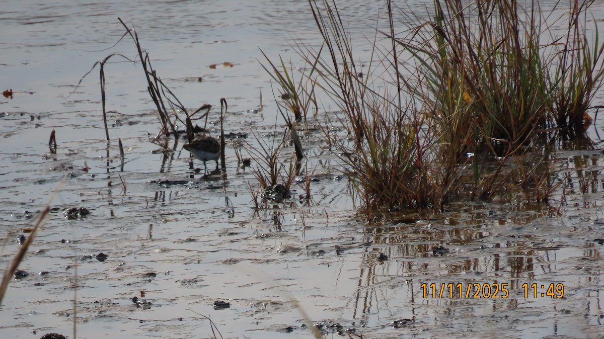 Острохвостый песочник - ML645072635