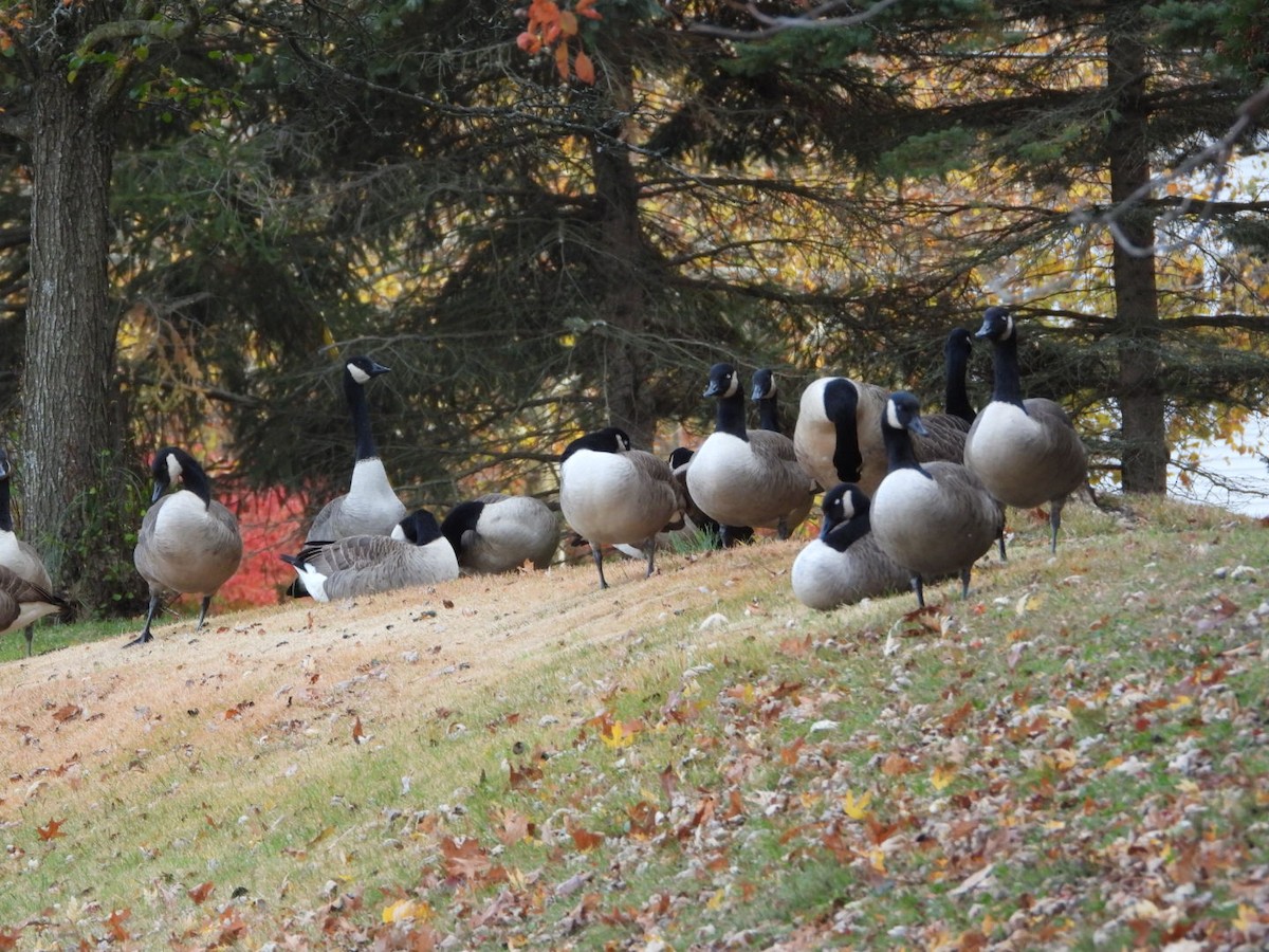 Oca canadese maggiore - ML645072642