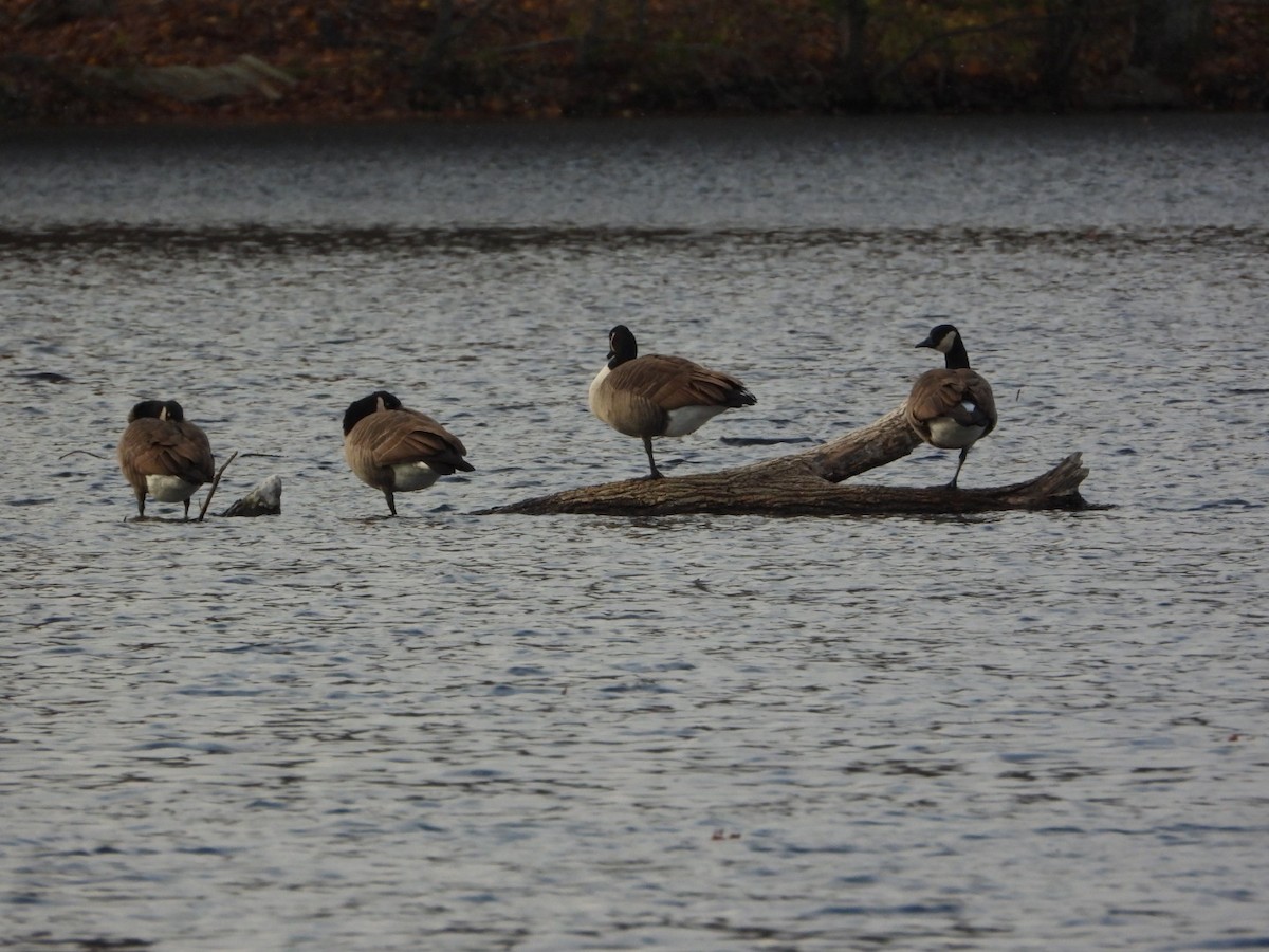 Kanadagans - ML645072643