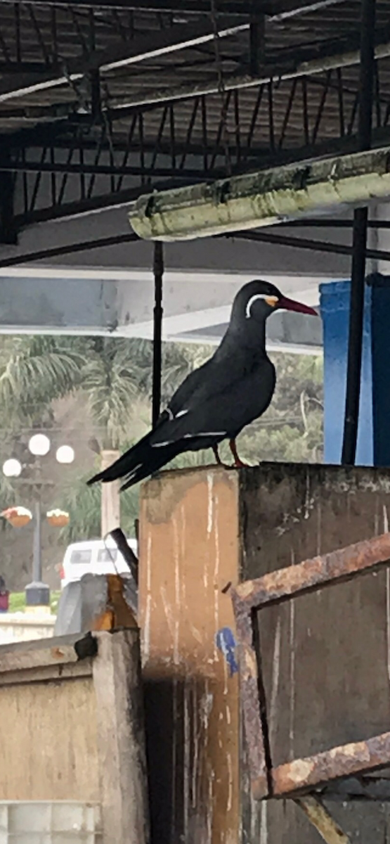 Inca Tern - ML645072664