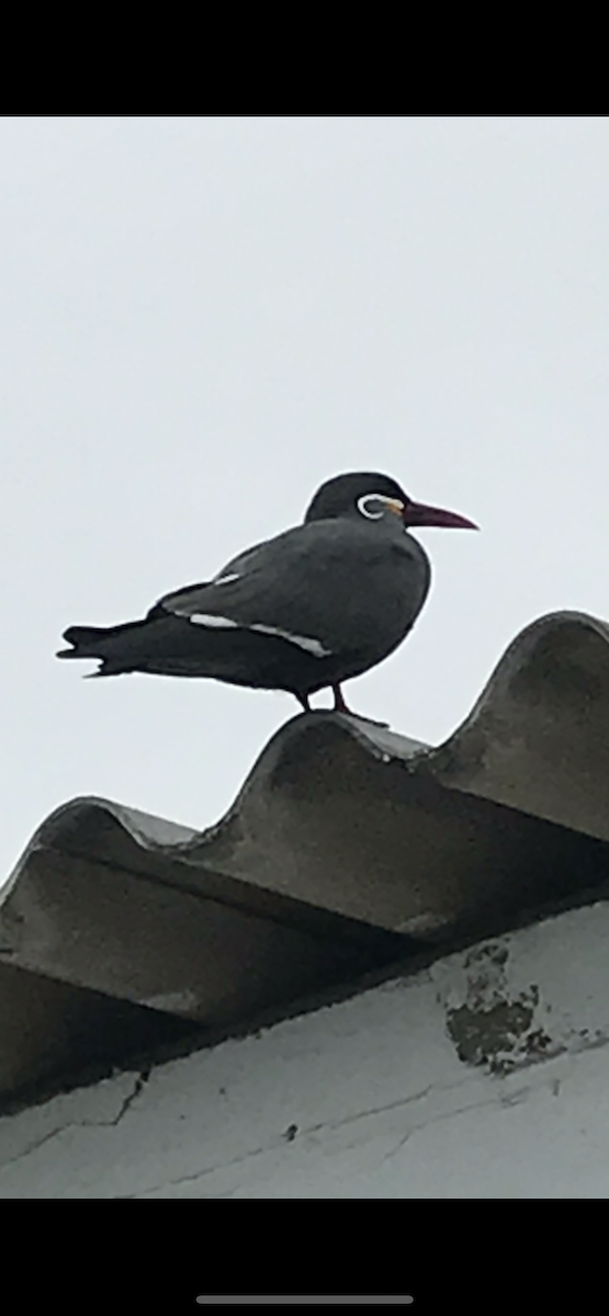 Inca Tern - ML645072665