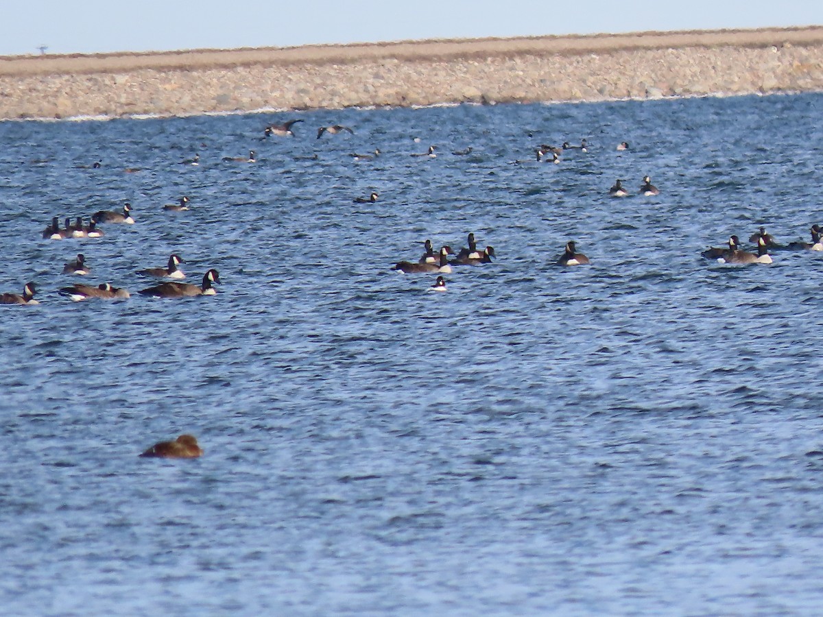 Oca canadese maggiore - ML645072671