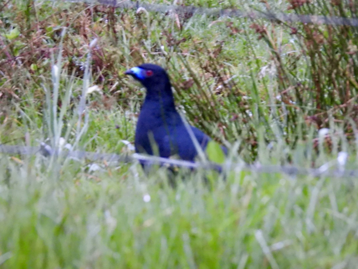 Black Guan - ML645072672