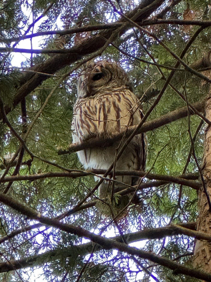 Barred Owl - ML645072679