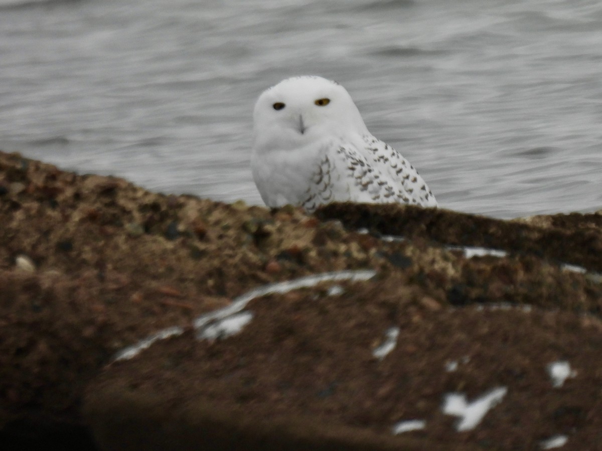 Snowy Owl - ML645072687