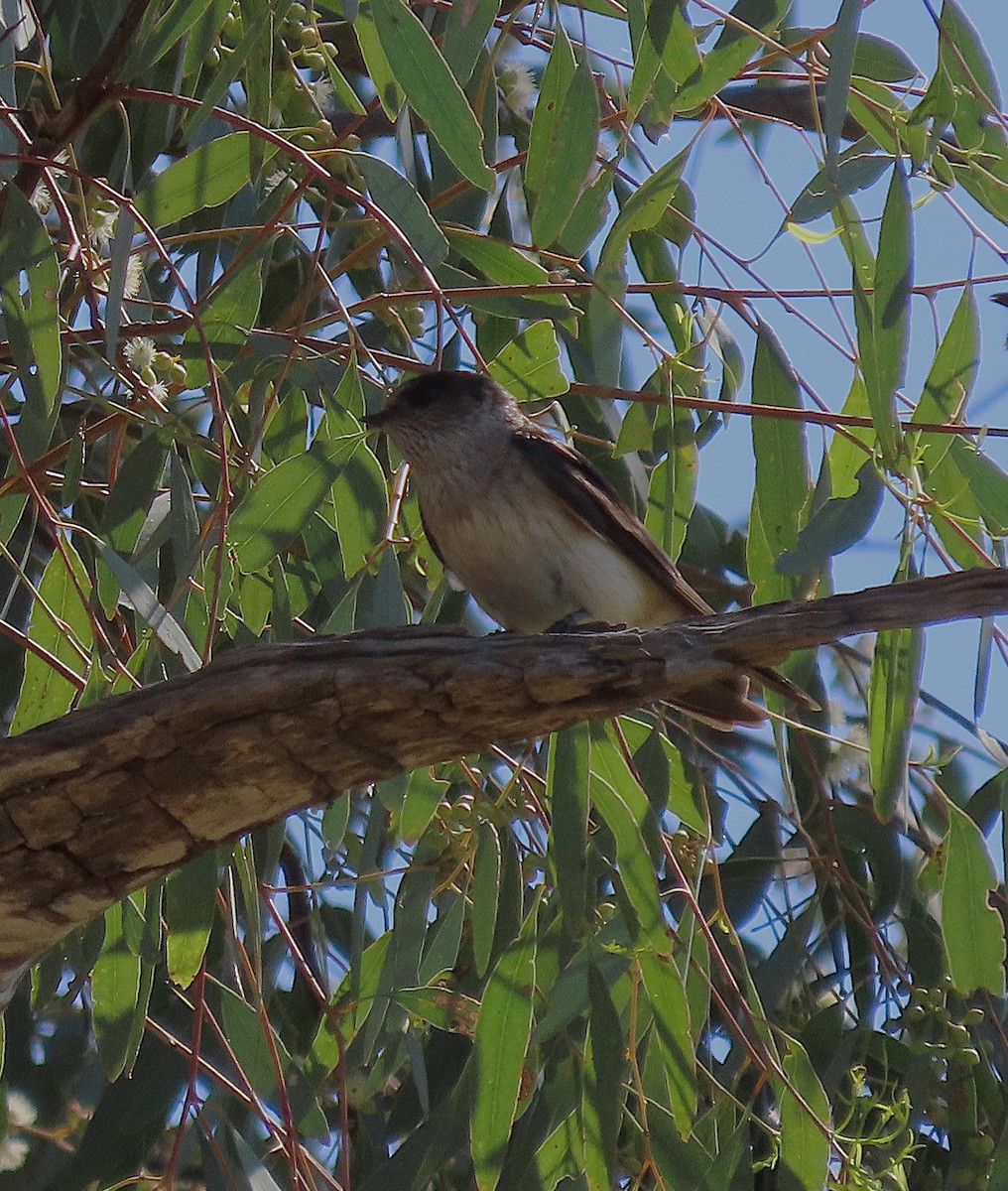 vlaštovka rezavočelá - ML645072688