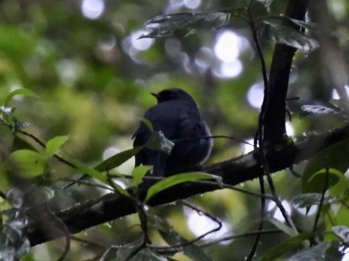 Black-faced Solitaire - ML645072691