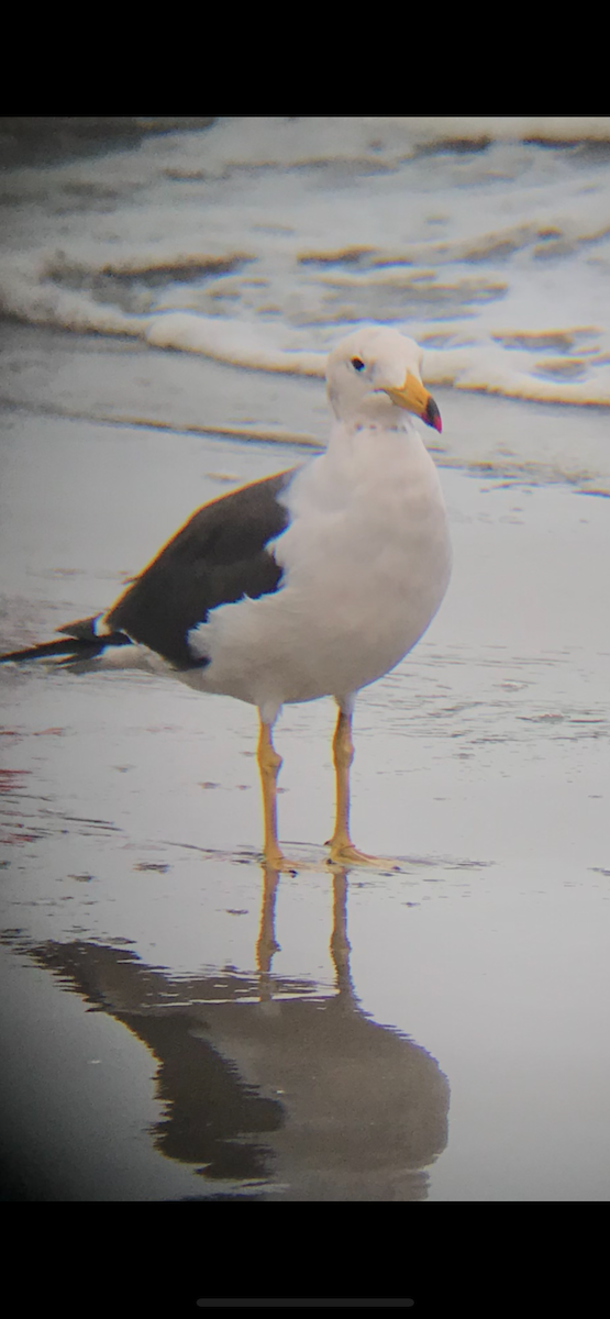 Belcher's Gull - ML645072703